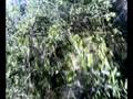 Trialera Poblat Iberic
