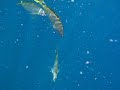 buceando con tiburones mientras comen el alimento que le dan buceando con tiburones mientras comen el alimento que le dan