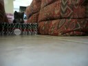 Chaussette qui saute Chaussette qui saute