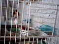 Goldfinch-karderina-giannitsa