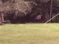 videos de el burro de jose.3gp