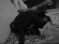 videos de Staffordshire Bull Terrier vs. Gato