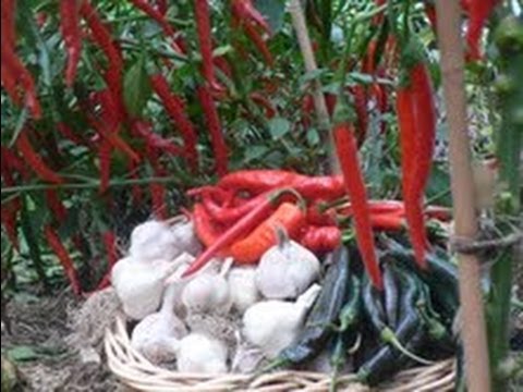 how to harvest garlic nz