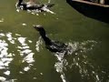 Cormorant Fishing in Yangshuo, China Cormorant Fishing in Yangshuo, China