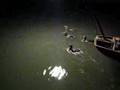 Cormorant Fishing in Yangshuo, China