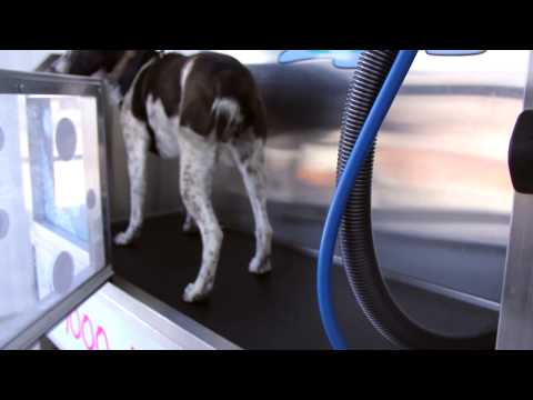 Aussie Cattle Gog in the USA