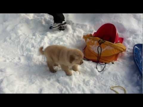 how to care golden retriever puppy