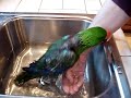 Bathing an Eclectus Parrot Safely in a Basin of Water Bathing an Eclectus Parrot Safely in a Basin of Water
