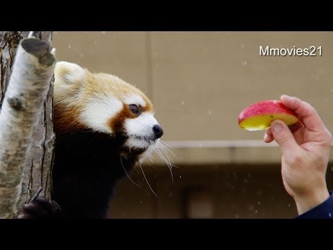RED - 円山動物園のレッサーパンダたち。 屋外のキン(メス/1歳)とギン(メス/1歳)の、 竹の葉とリンゴをもらえるお食事タイムの様子。...