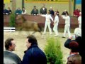 10e Welshveiling 2007 @ Ermelo 10e Welshveiling 2007 @ Ermelo