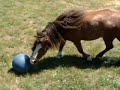 Little Baby Mini Horse (Rob and Big Style) Playing Soccer