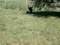 Little Baby Mini Horse (Rob and Big Style) Playing Soccer