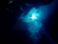 Manta Ray Night Dive (Edited)