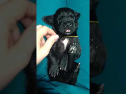 PoppyEnoch March 2017 Male Puppy