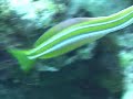 Click here to watch this video ミナミギンポ/Bluestriped fangblenny/Plagiotremus rhinorhynchos