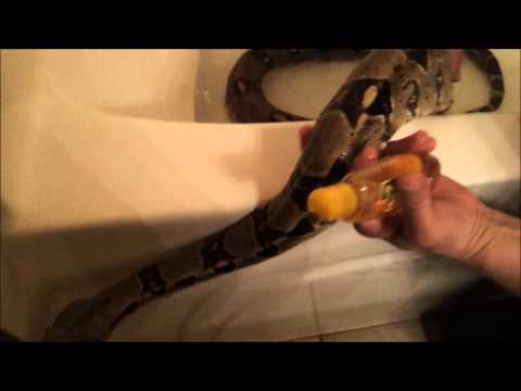 how to treat mites