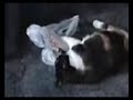 Mease our cat mothering a carrier bag