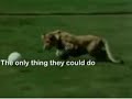 Christian the Lion Reunion