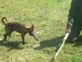Balu et le baton