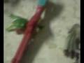 videos de (DooRByBoy) Buenos action mans :D