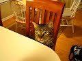 Ferus (the Manx cat) giving High Five