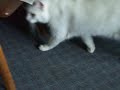 Luna ignores Kuro