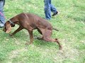 neurologia, dog