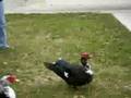 Duckys