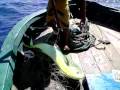 videos de Dourado de 12 kg
