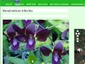 Mis Orquideas Dendrobium En Paisageo.La Historia De Un Cruce
