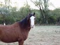 Horses past and present