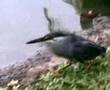 Bird Brain