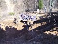 Buggy rollover  Aetna