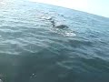 dolphins dolphins