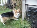 Poochy