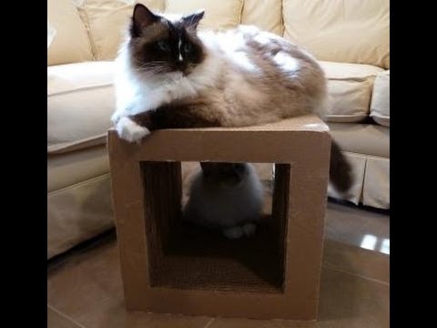 Kittyblock Cardboard Cat Scratcher Review 0 Kittyblock Cardboard Cat Scratcher Review