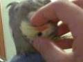 videos de calmest bird ever