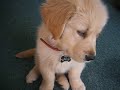 my golden retriever puppy