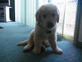 my golden retriever puppy