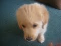 my golden retriever puppy
