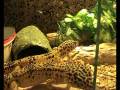 videos de repas des gecko