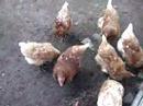 Chickenshack