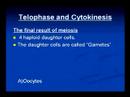 Aneuploidy Aneuploidy