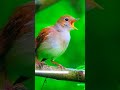 4K VIDEO | UHD
