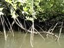 2005 Vacances au Costa Rica (Mangrove) 2005 Vacances au Costa Rica (Mangrove)