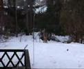 White-tailed deer (1)