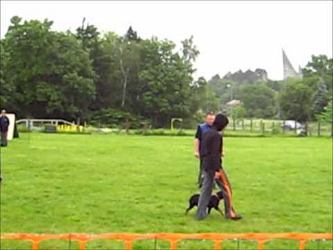 jagd terrier