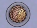 Biologia: Célula-tronco (Prof. Toid)