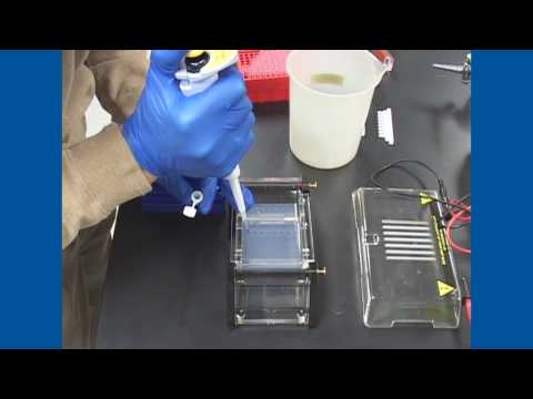 how to perform gel electrophoresis