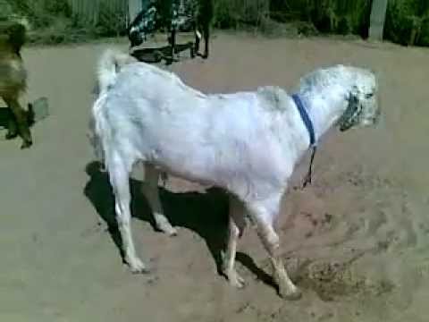 rajasthan goat farming - tanwar farm house is situated at village Bissau, Rajasthan.